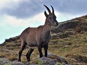 LAGHI GEMELLI e DELLA PAURA con Monte delle Galline e Cima di Mezzeno-20sett22 - FOTOGALLERY